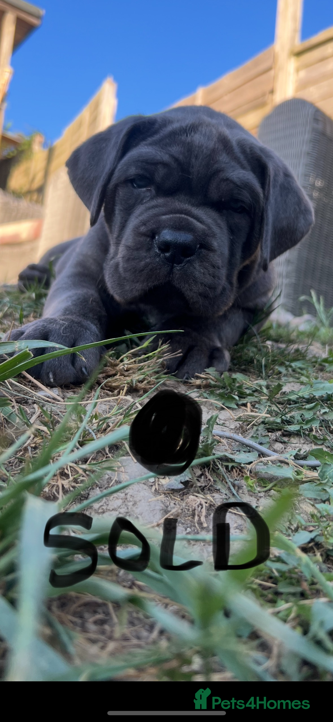 Mixed Breed dogs for sale: HUGE “TRI” MERLE CANE CORSO PUPPIES FOR SALE - Image 6