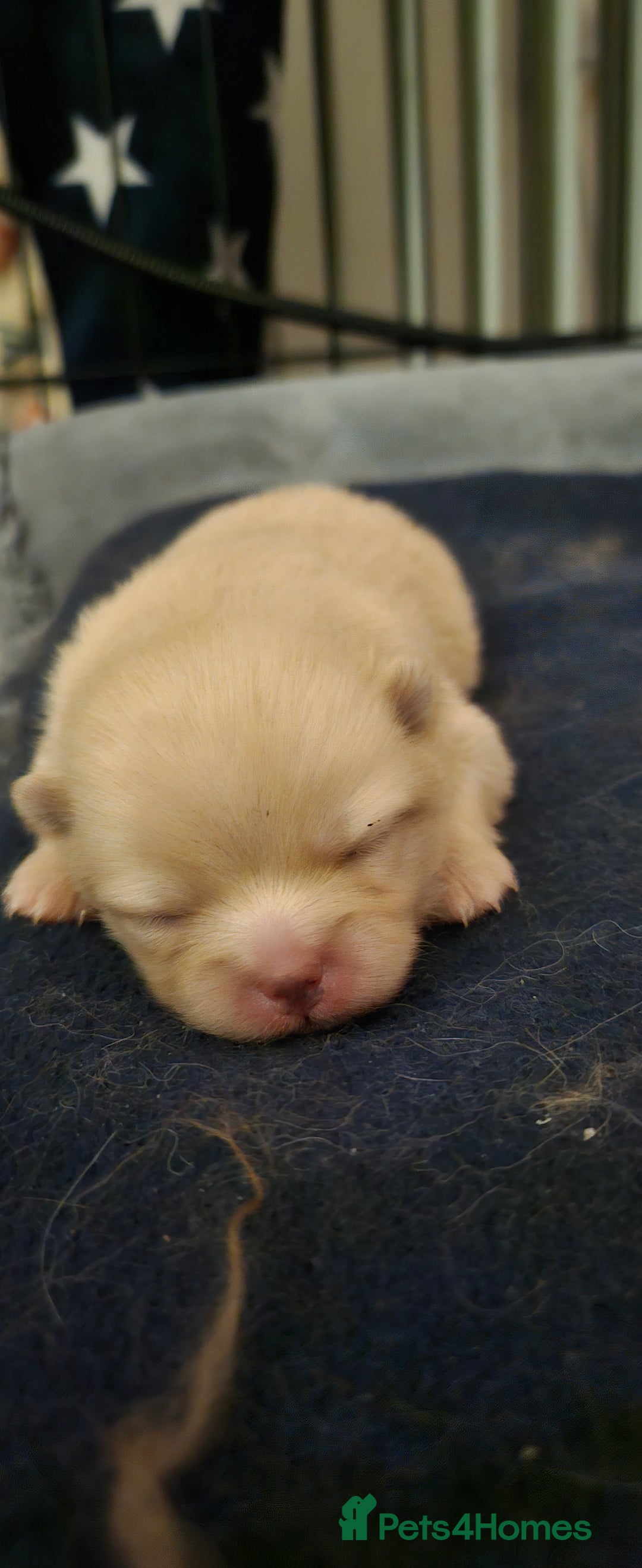 Pomeranian dogs for sale: 4 outstanding quality bear pomeranian puppies - Advert 5