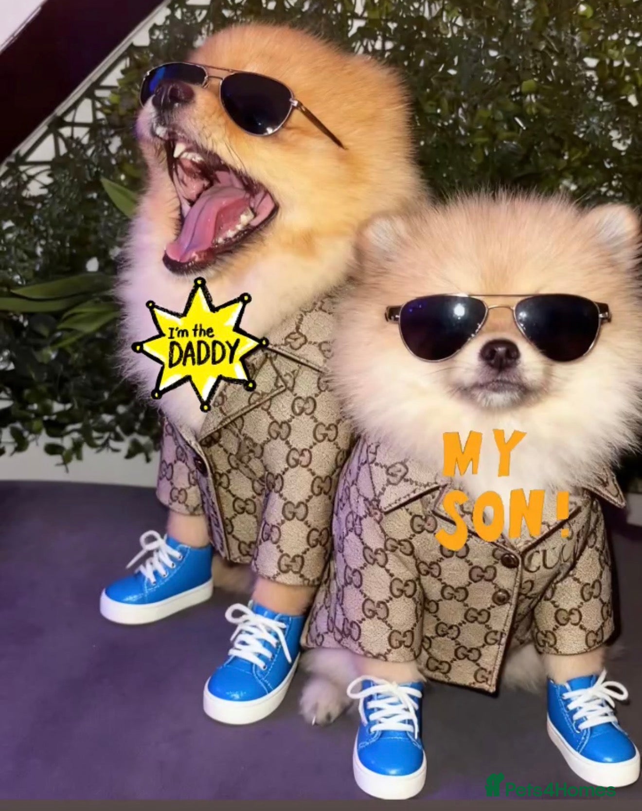Pomeranian dogs 🏆✨LAST 1 🧸SKY🩵BLUE👀 POMS🐶✨ - Advert 2