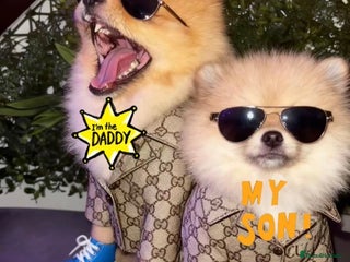 Pomeranian dogs 🏆✨LAST 1 🧸SKY🩵BLUE👀 POMS🐶✨ - Advert 1