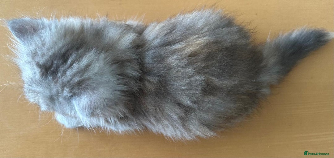 Persian cats for sale: Two multicoloured Persian females - Image 5