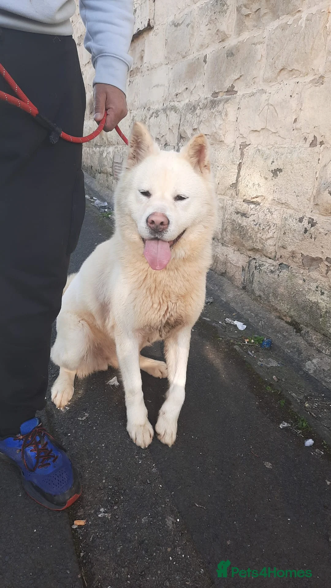 Akita dogs for sale: 2yr old female akita  - Advert 1