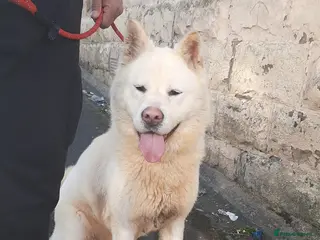 Akita dogs 2yr old female akita - Advert 1