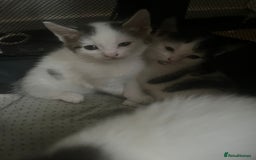 Tibetan cats for sale: Beautiful male kittens on sale - Advert 3
