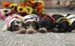 Cocker Spaniel dogs for stud: Chocolate and tan cocker stud  - Image 11