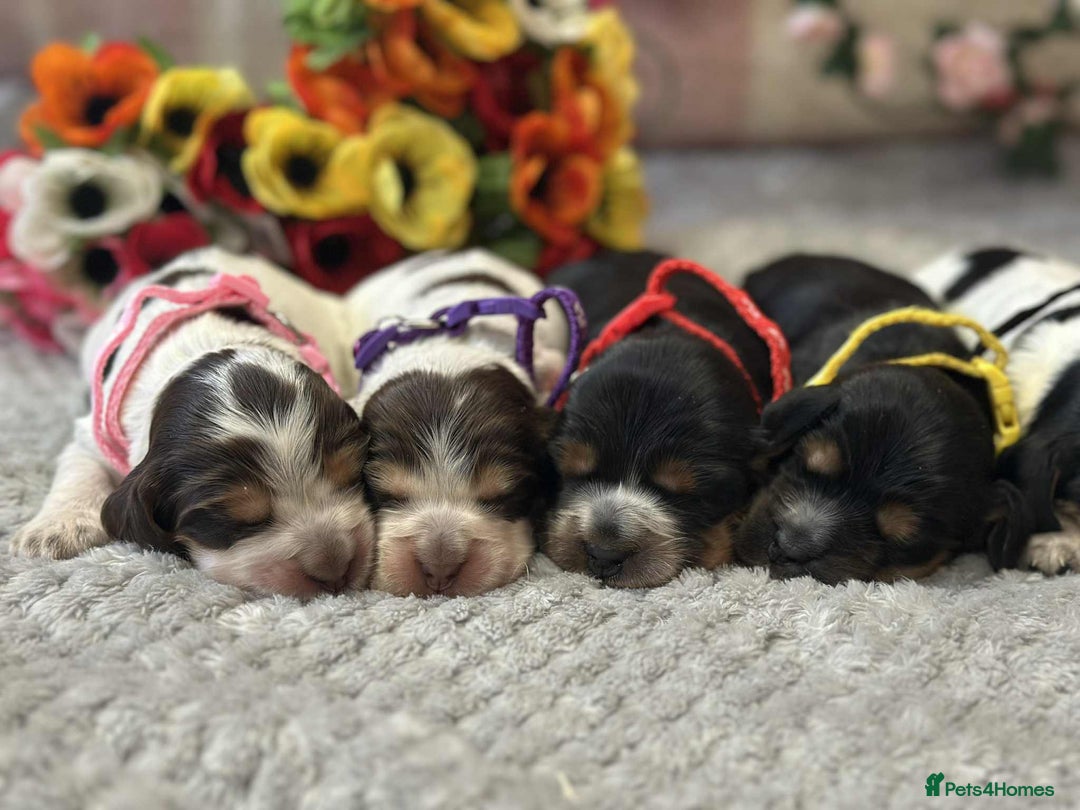 Cocker Spaniel dogs for stud: Chocolate and tan cocker stud  - Image 11