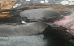 Staffordshire Bull Terrier dogs for sale: Staffordshire bull terriers puppy's  - Advert 13