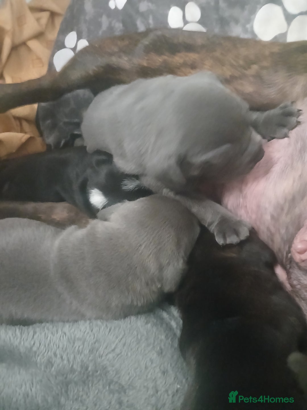 Staffordshire Bull Terrier dogs for sale: Staffordshire bull terriers puppy's  - Advert 13