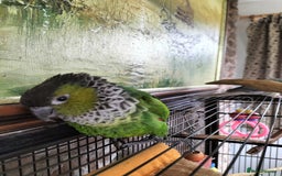 Conures birds for sale: 2 CONURES FOR SALE - SOLD AS A PAIR - Image 3
