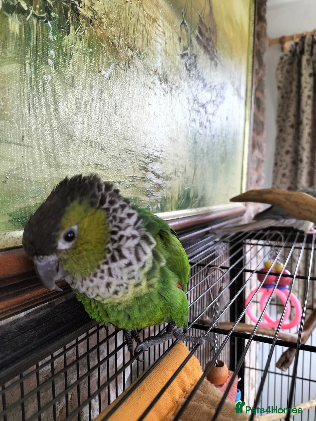 Conures birds for sale: 2 CONURES FOR SALE - SOLD AS A PAIR - Image 3