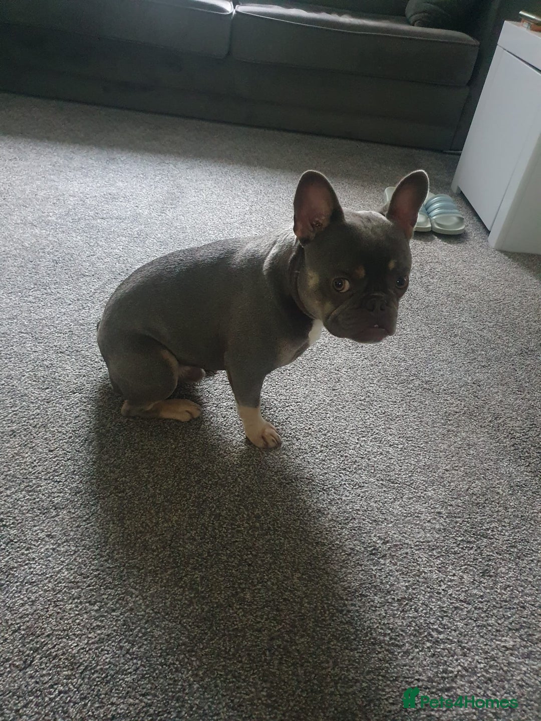 French Bulldog dogs for stud: French bulldog TO STUD - Image 3