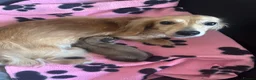 Miniature Dachshund dogs for sale: Shaded cream miniature dachshund girl - Advert 11