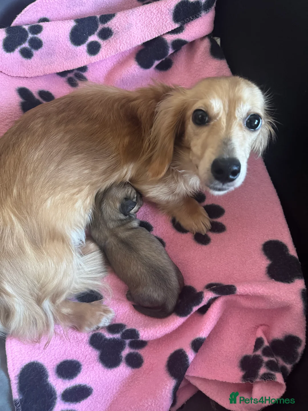 Miniature Dachshund dogs for sale: Shaded cream miniature dachshund girl - Advert 11