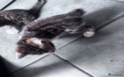 Bengal cats for sale: Bengal Kittens ready to be reserved  - Image 14