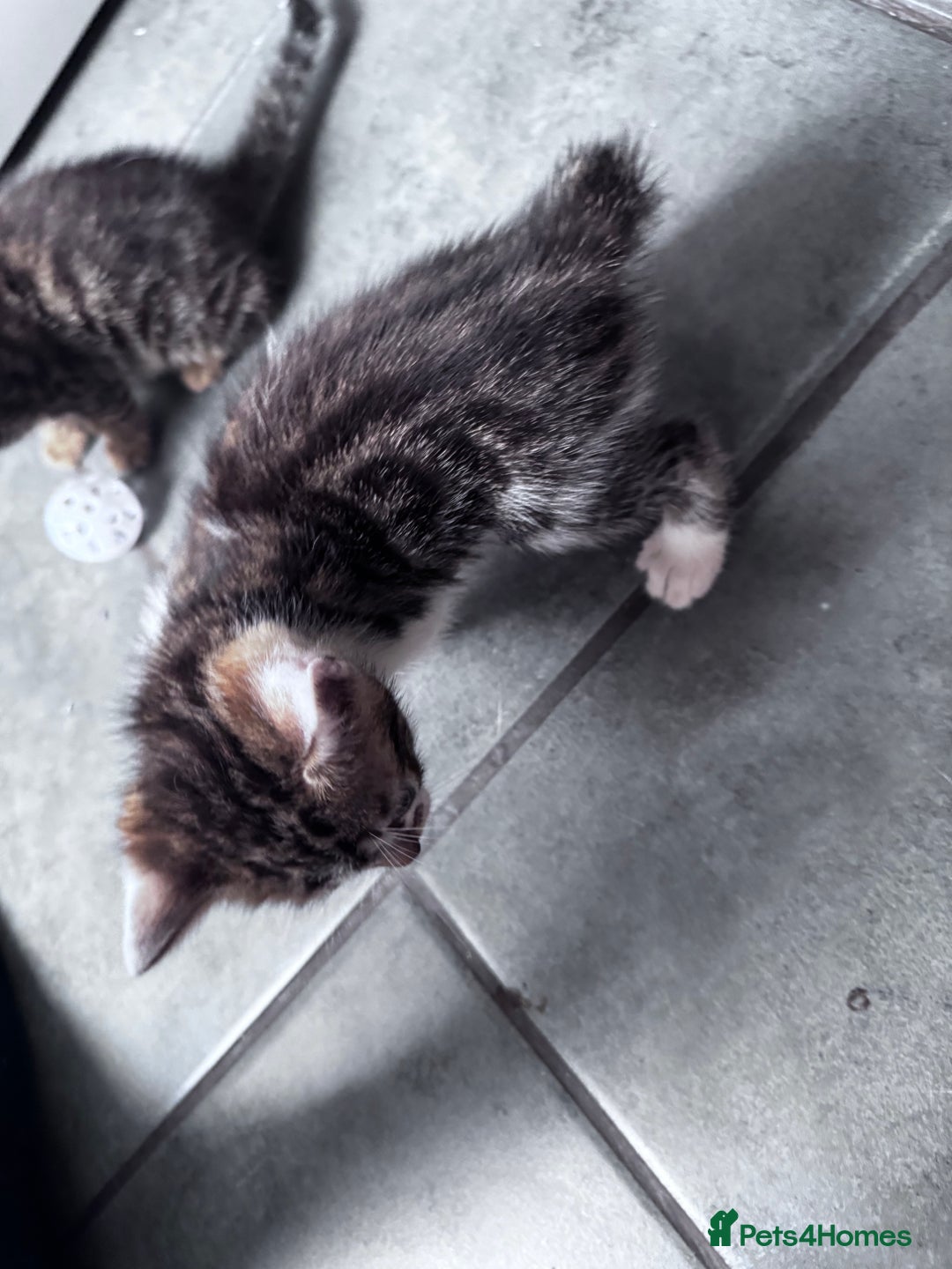 Bengal cats for sale: Bengal Kittens ready to be reserved  - Image 14