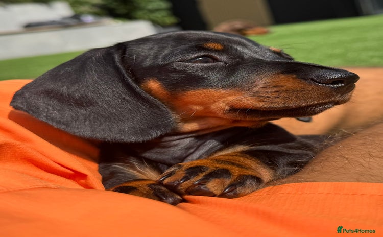 Miniature Dachshund dogs - Advert 10