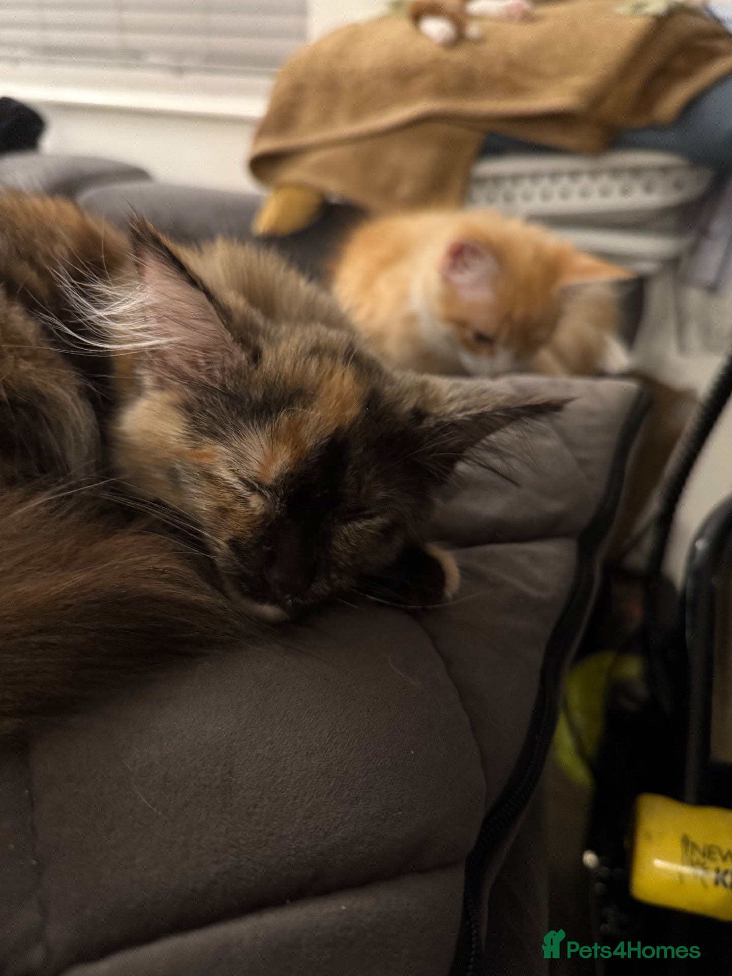 Mixed Breed cats Beautiful Friendly Kittens Ready for Loving Homes - Advert 23