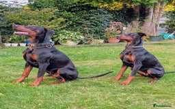 Dobermann dogs for sale: #ShadowdairDobermans #Pregnancy#DobermanLove - Image 5