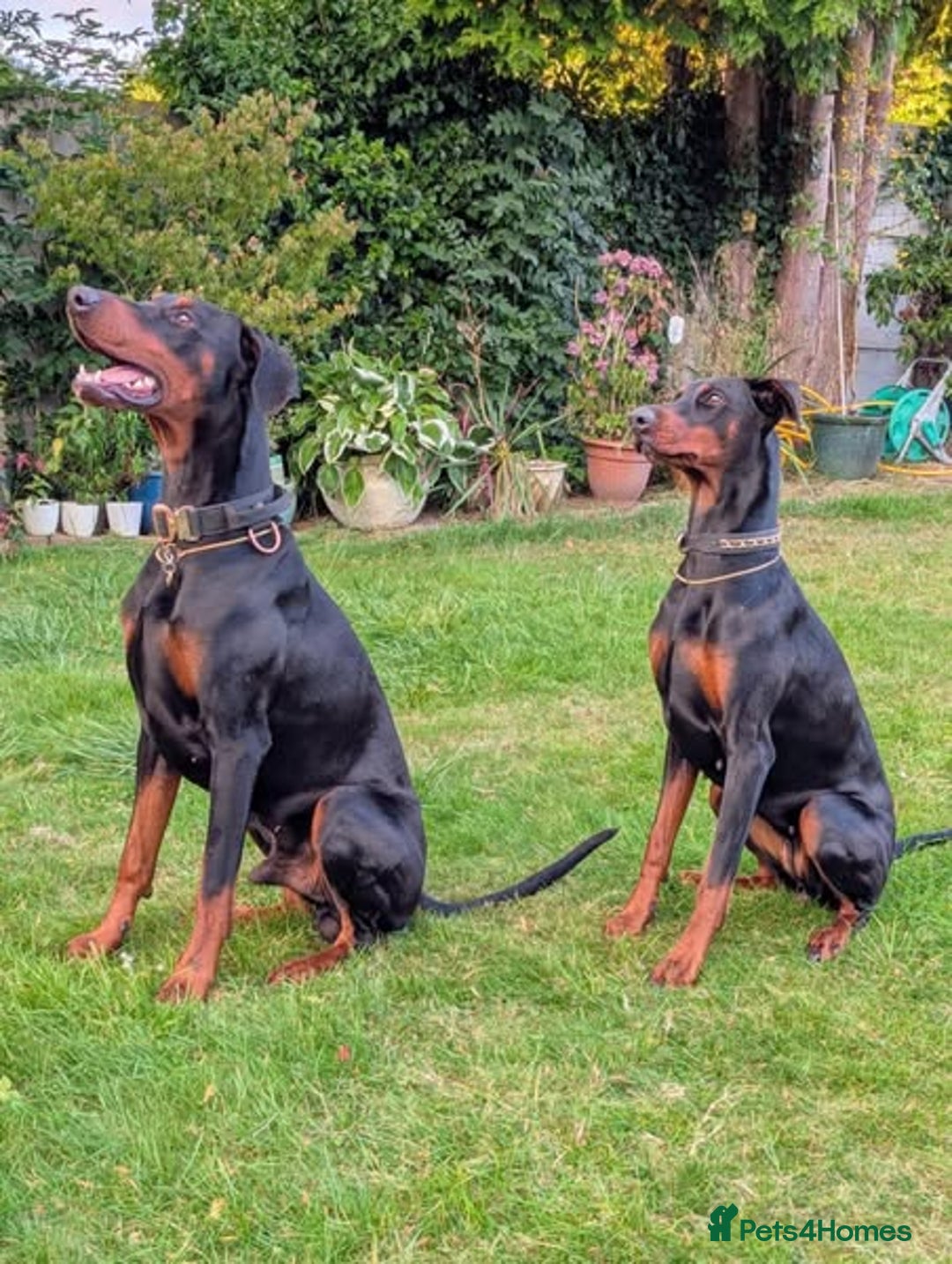 Dobermann dogs for sale: #ShadowdairDobermans #Pregnancy#DobermanLove - Image 5
