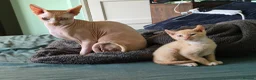 Sphynx cats for sale: Sphynx / Devon Rex Mix Kittens Ready Homes - Advert 29
