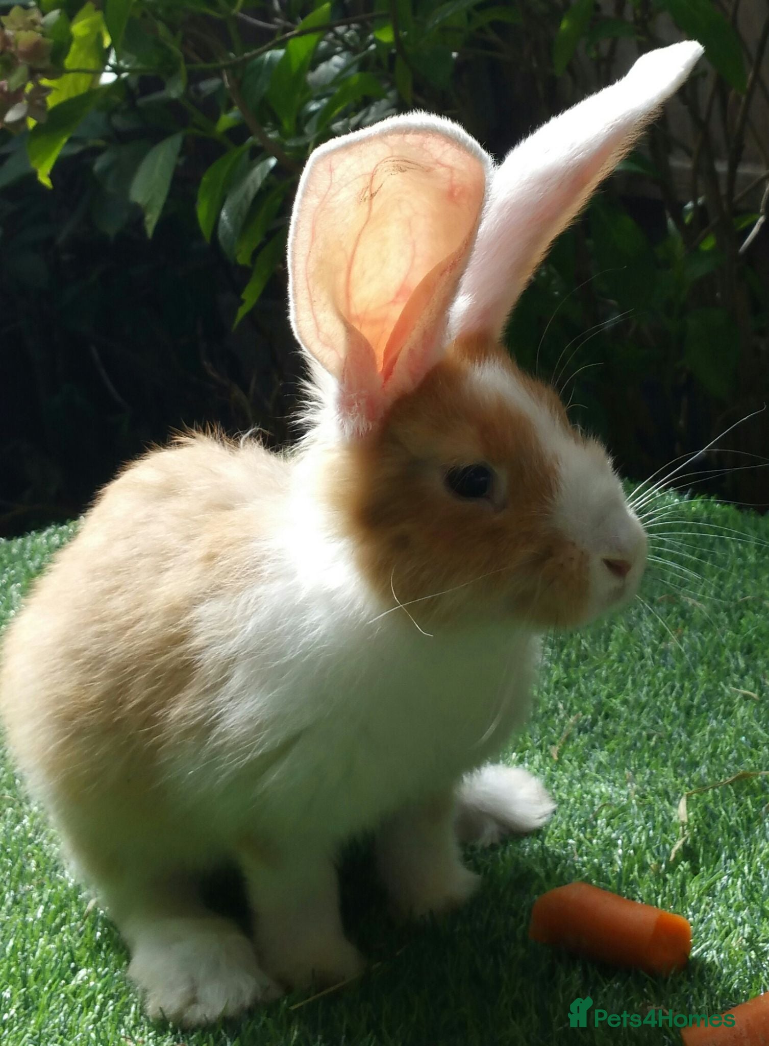 Continental Giant rabbits PURE Continental Giants - White Eared - Vaccinated - Advert 6