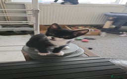 Mixed Breed cats for sale: Kittens  - Image 17