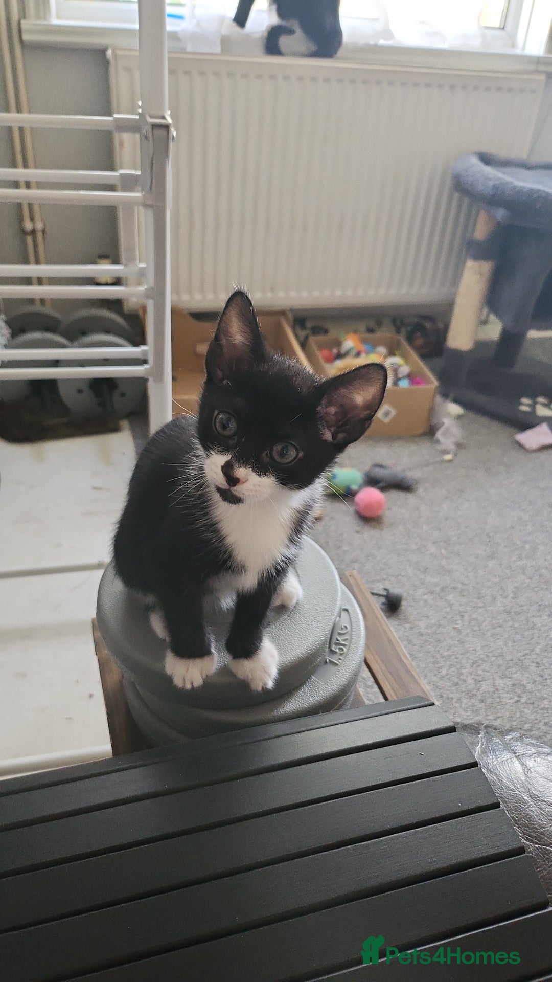 Mixed Breed cats for sale: Kittens  - Image 17