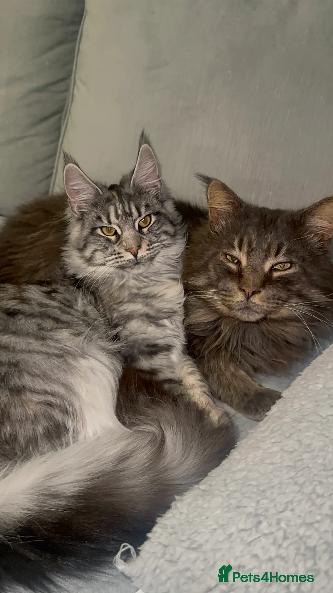 Maine Coon cats for sale: Huge TICA ACTIVE CHAMPIONSHIP BREEDING MALE - Advert 14