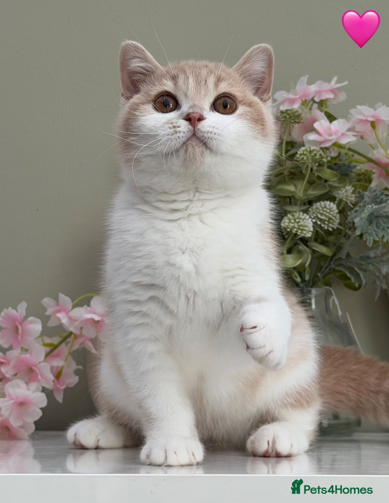 British Shorthair cats Gorgeous British Kittens - Advert 8