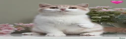 British Shorthair cats for sale: Gorgeous British Kittens - Advert 5