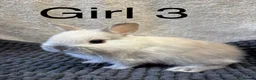 Netherland Dwarf rabbits for sale: Pure bred Netherland dwarfs  - Advert 1