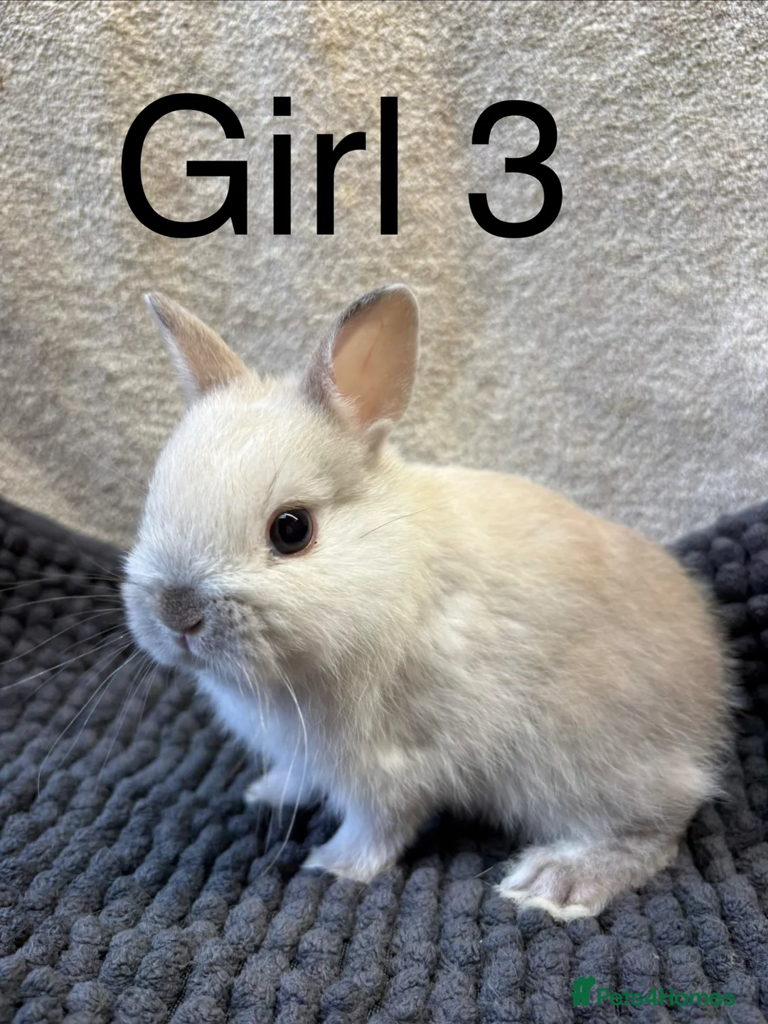 Netherland Dwarf rabbits for sale: Pure bred Netherland dwarfs  - Advert 1