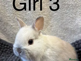 Netherland Dwarf rabbits for sale: Pure bred Netherland dwarfs - Advert 3