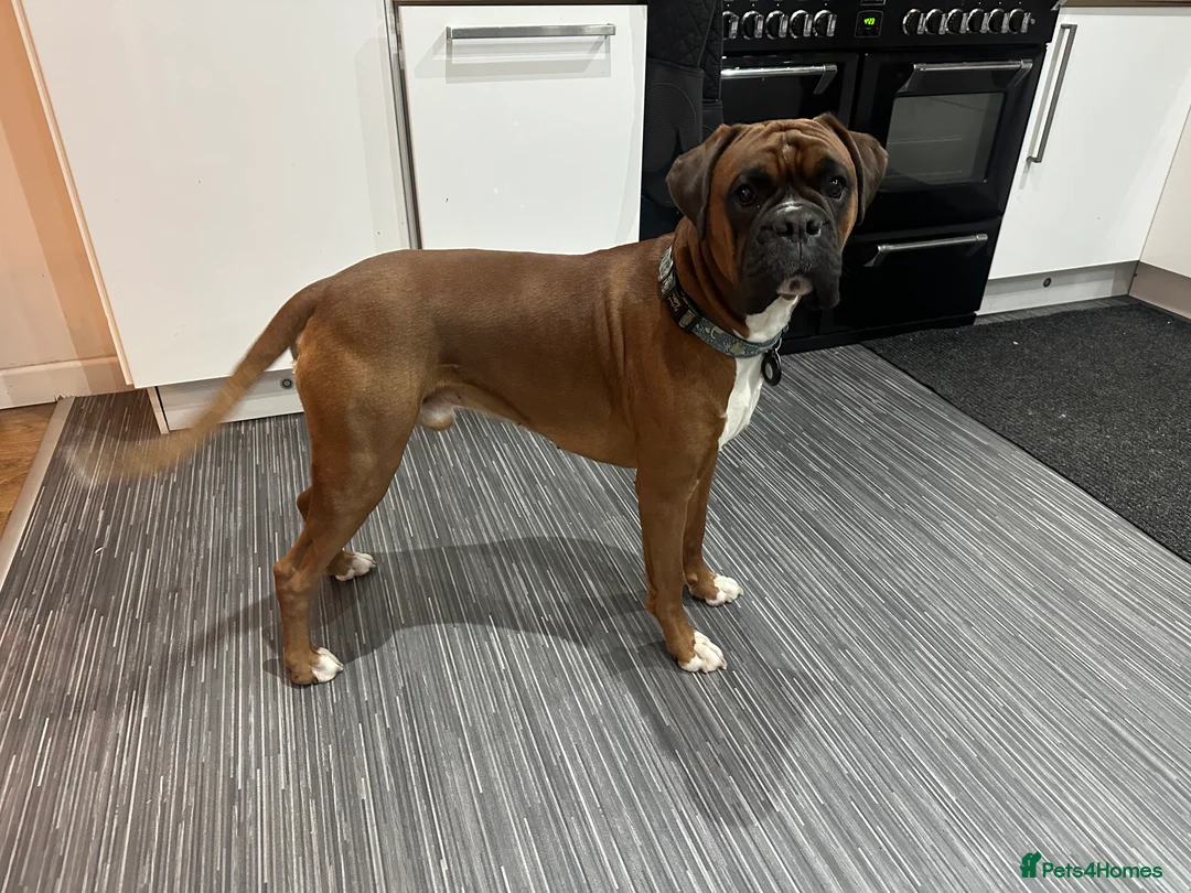 Boxer dogs for stud: Boxer for stud - Advert 8