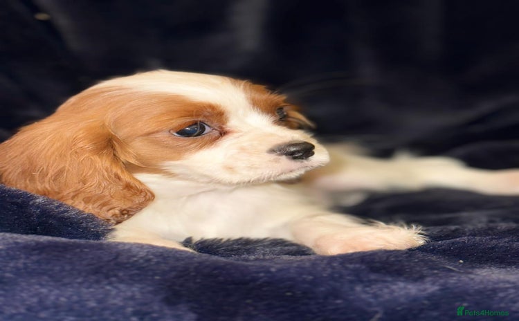Cavalier King Charles Spaniel dogs Stunning Cavalier Pups - Advert 6