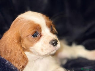 Cavalier King Charles Spaniel dogs Stunning Cavalier Pups - Advert 3