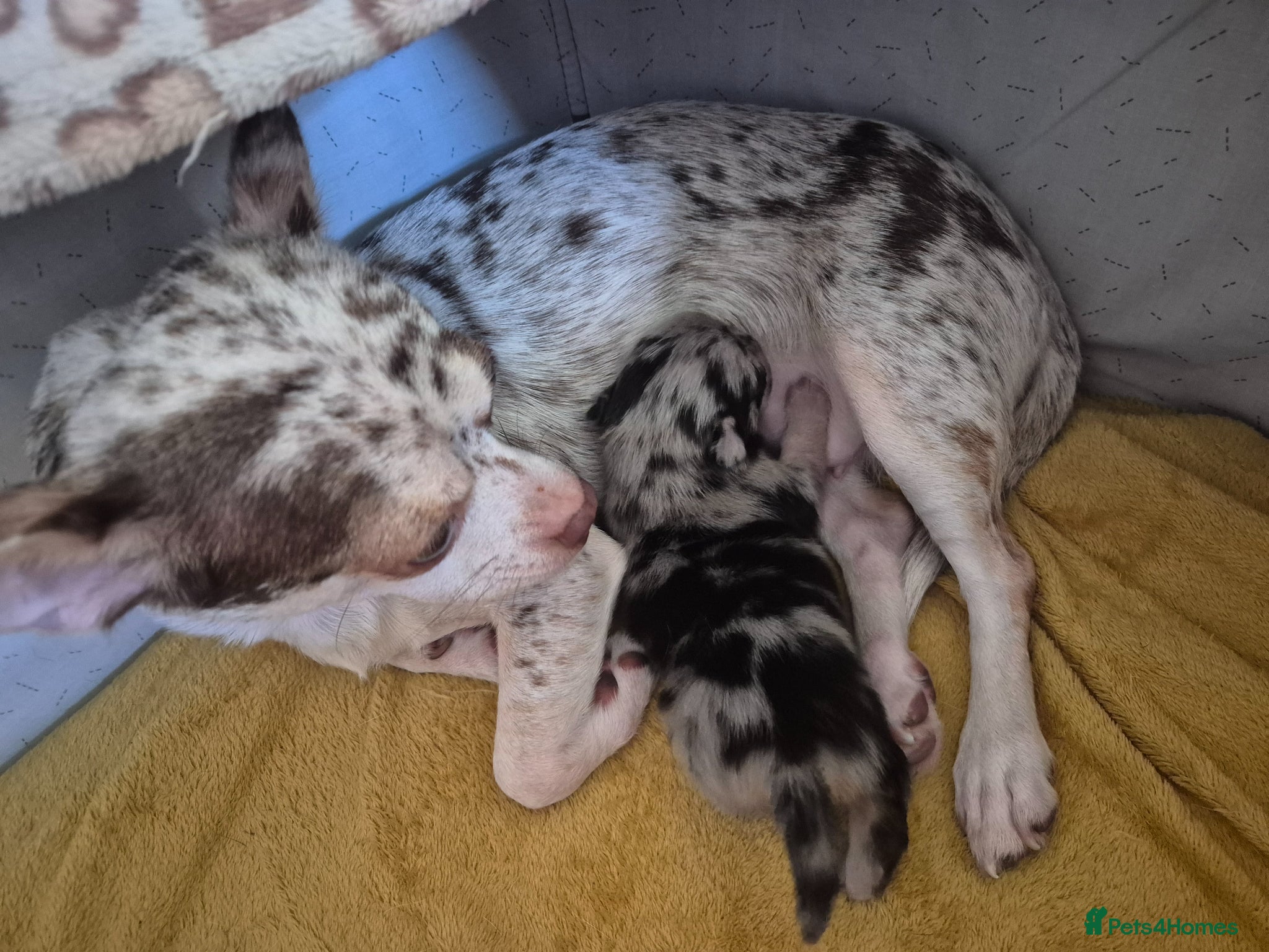 Chihuahua dogs Rare Tri Merle Chihuahua Girl  - Advert 3