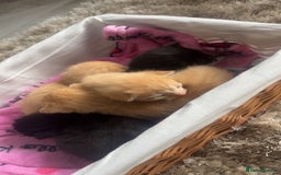 Mixed Breed cats for sale: 5 beautiful furry little kittens  - Image 2