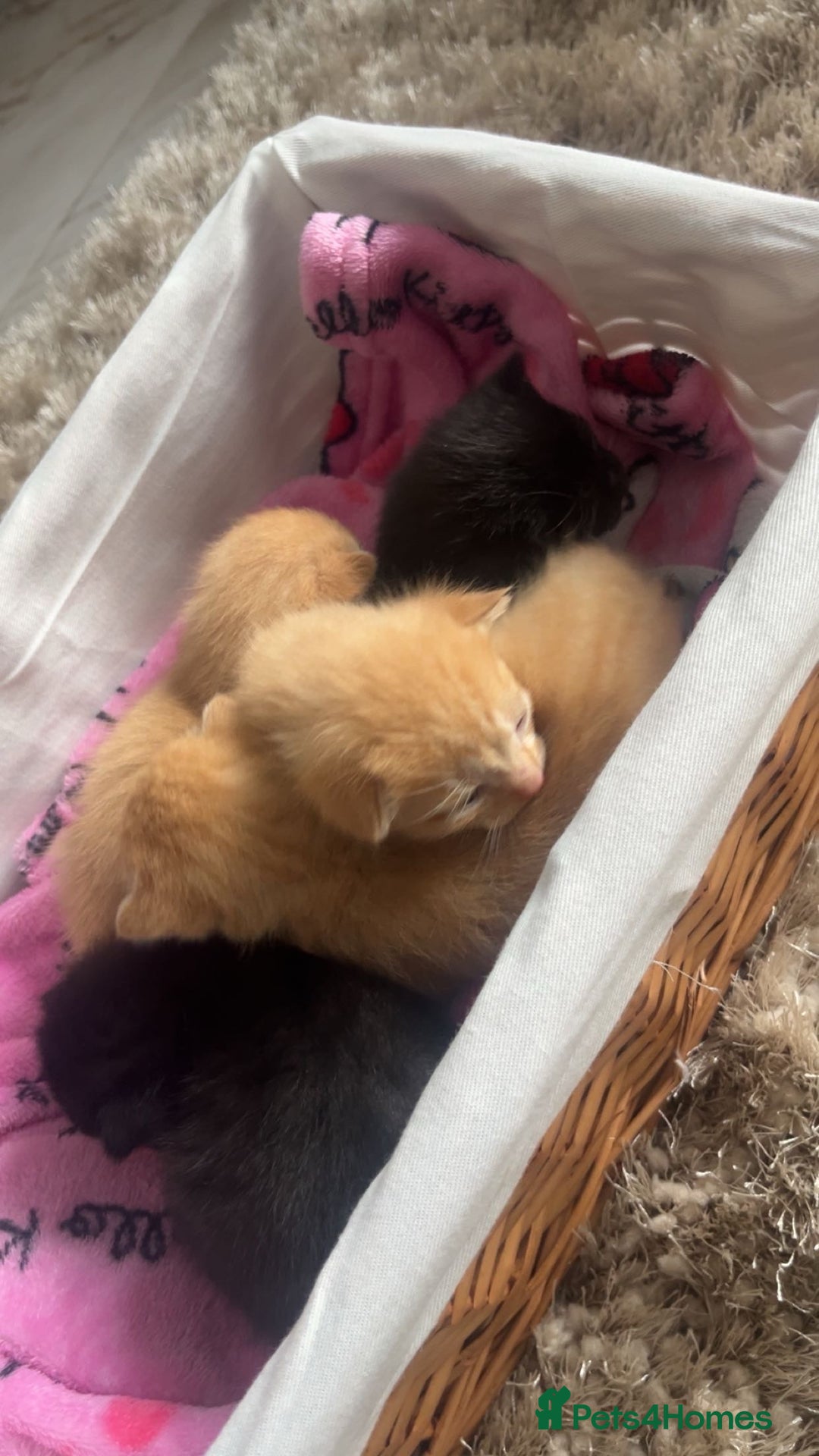 Mixed Breed cats for sale: 5 beautiful furry little kittens  - Image 2