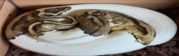 Python Snake reptiles for sale: Pied Royal Python (female)  - Advert 1