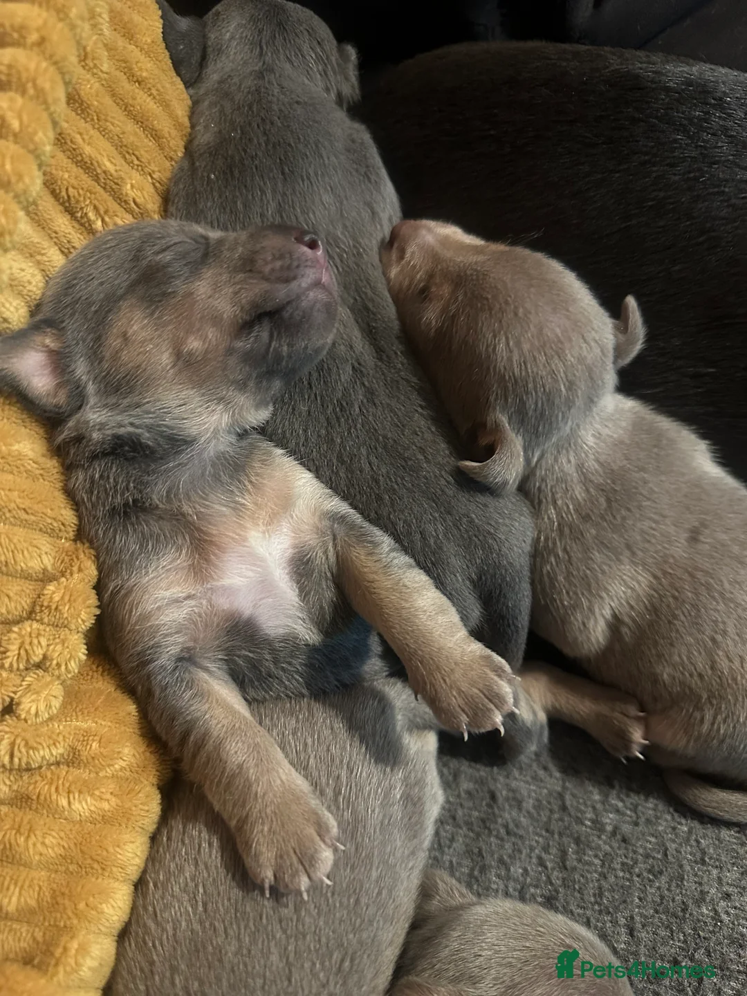 Jack Russell dogs for sale: Jack Russel puppies  - Advert 12