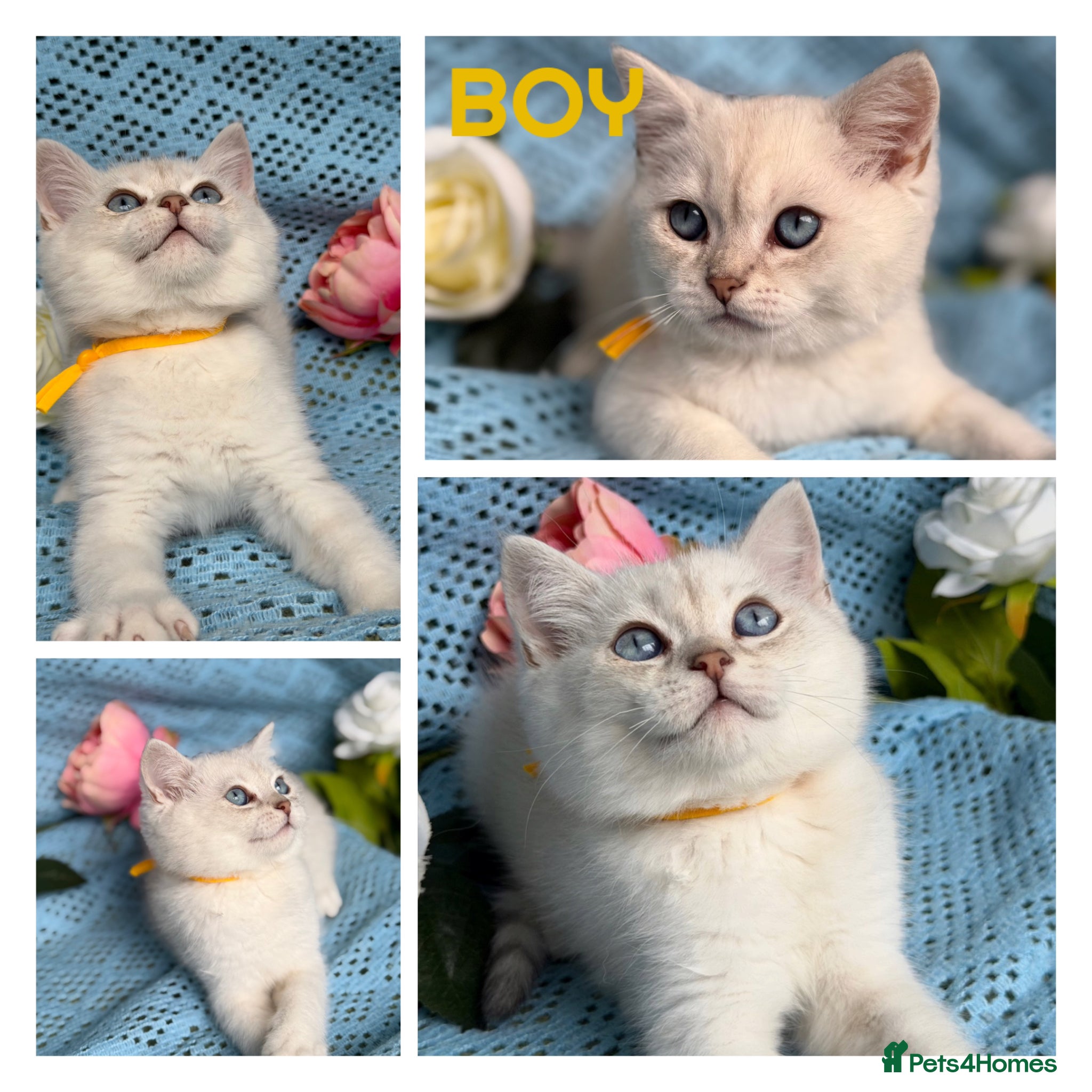 British Shorthair cats British shorthair golden point Kittens TICA - Advert 17