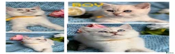 British Shorthair cats for sale: British shorthair golden point Kittens TICA - Advert 2