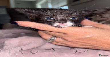 British Shorthair cats Kittens looking for their forever homes. - Advert 7