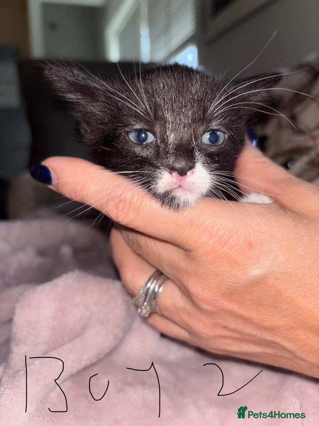 British Shorthair cats for sale: Kittens looking for their forever homes. - Advert 2