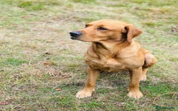 Labrador Retriever dogs for sale: KC registered working line- health tested parents  - Image 12