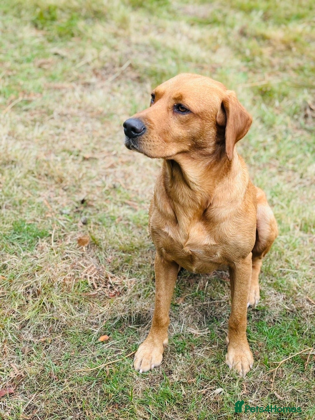 Labrador Retriever dogs for sale: KC registered working line- health tested parents  - Image 12