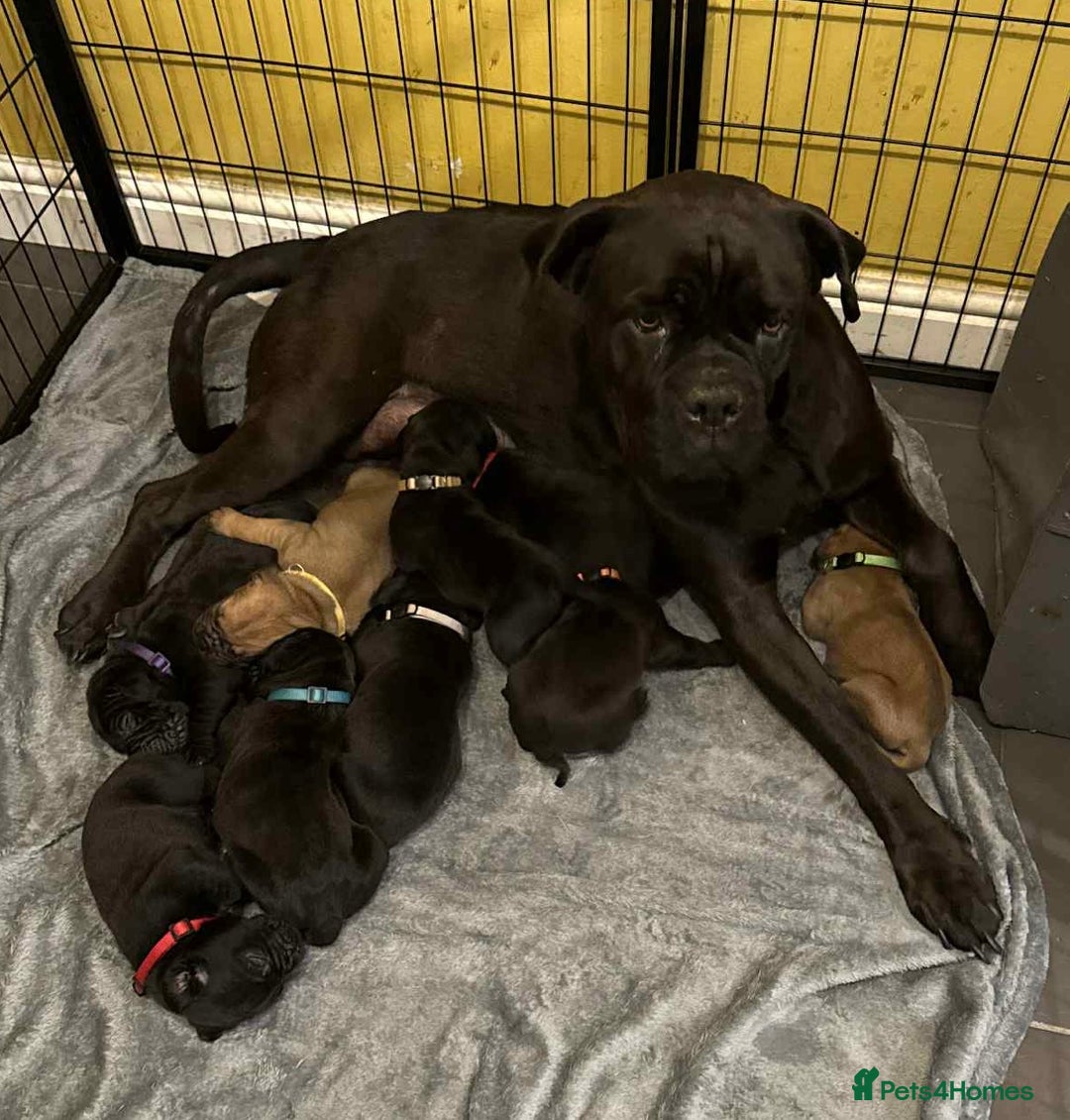 Cane Corso dogs for sale: Cane Corse Puppies - Advert 1