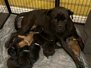 Cane Corso dogs Cane Corse Puppies - Advert 6