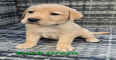 Labrador Retriever dogs - Advert 2